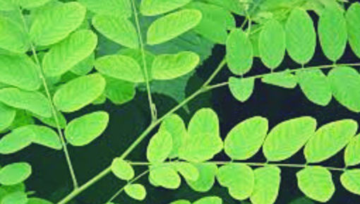 Moringa